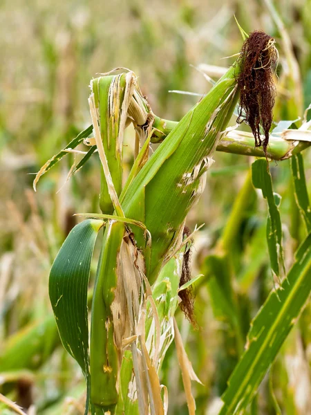 Hagel schade. geknikte maïs na hagel — Stockfoto