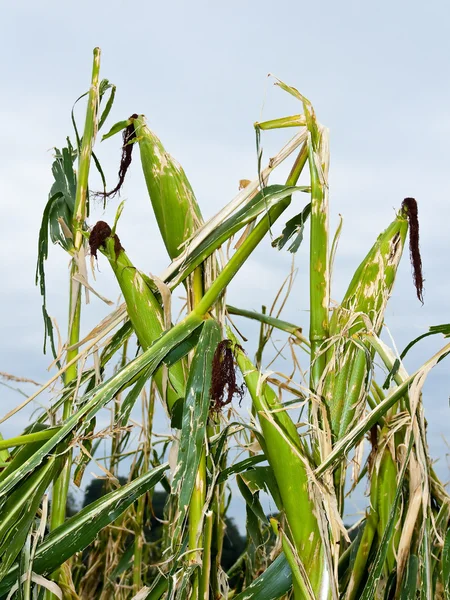 Hail damage. kinked maize after hail — Stock Photo, Image