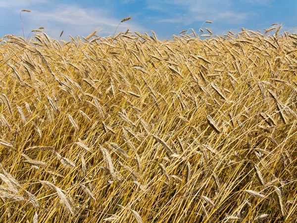 夏に成熟した麦畑 — ストック写真