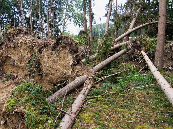Storm damage. trees in the forest after a storm. — Stock Photo, Image