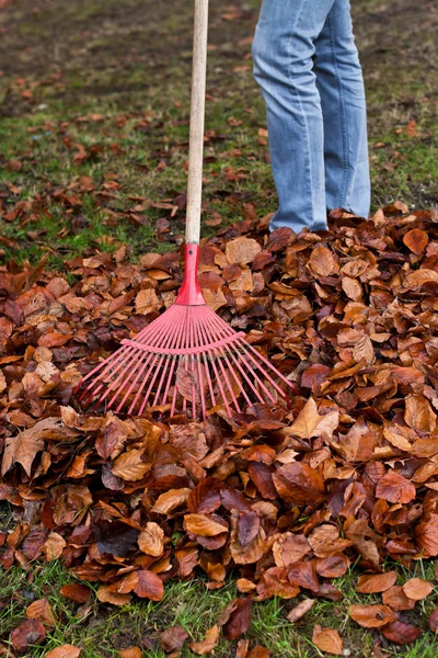 Laub rechen. Blätter entfernen. Gartenarbeit im Herbst. — Stockfoto