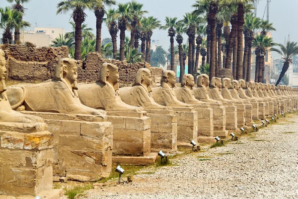 Egipto, luxor amun templo de luxor . — Foto de Stock