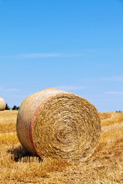 Agricultura. campo con pacas de paja —  Fotos de Stock
