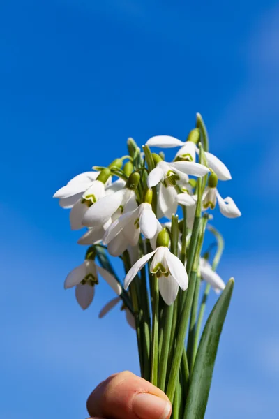 As a harbinger of spring snowdrops — Stock Photo, Image
