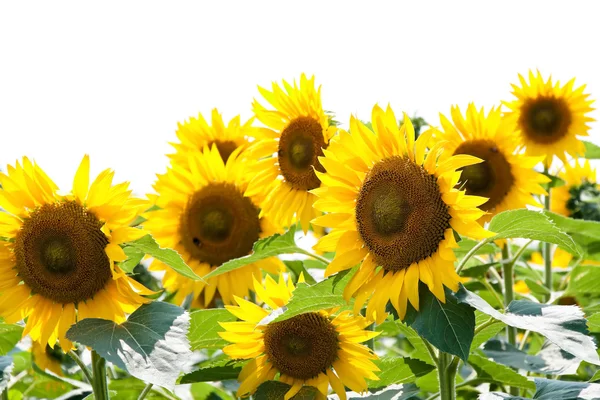 stock image Sunflowers in bright yellow