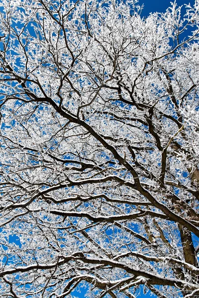 Paisaje con escarcha, — Foto de Stock