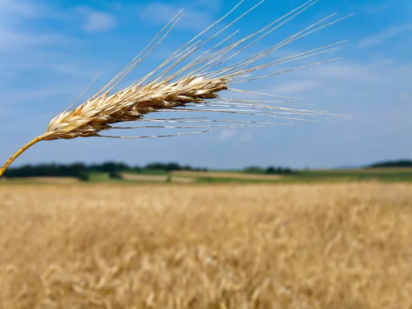 Arpa çivili buğday tarlası — Stok fotoğraf