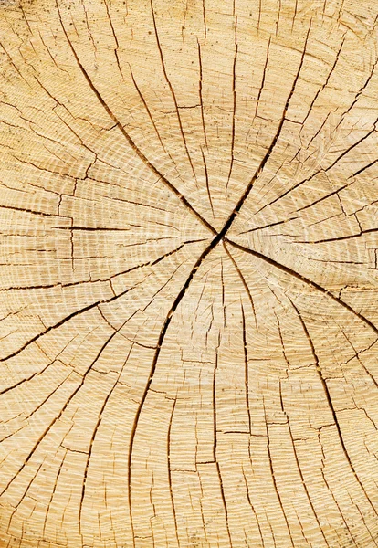 Tronco de árbol cortado — Foto de Stock