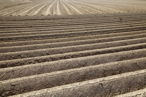 Fresh field in agriculture — Stock Photo, Image