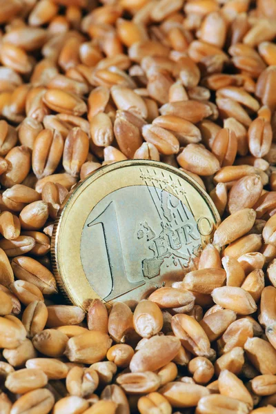 Grãos de cereais de trigo — Fotografia de Stock