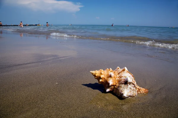 Sea and beach sand with shell — Stock Photo, Image