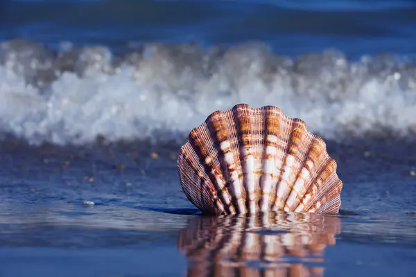 Deniz ve plaj kum ile deniz hayvanı kabuğu — Stok fotoğraf