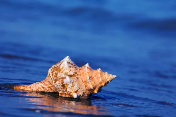 Stock image Sea and beach sand with shell