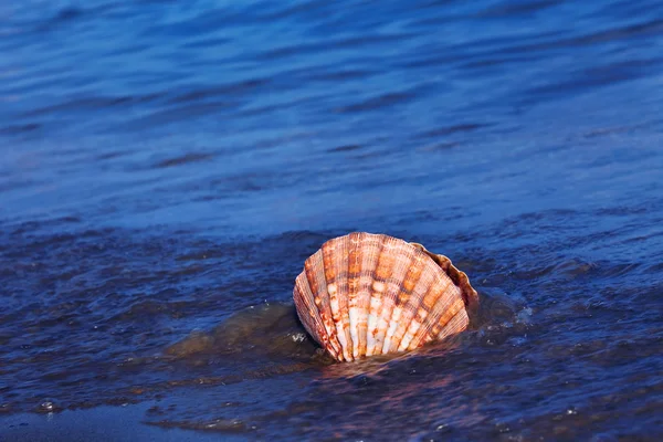 Deniz ve plaj kum ile deniz hayvanı kabuğu — Stok fotoğraf