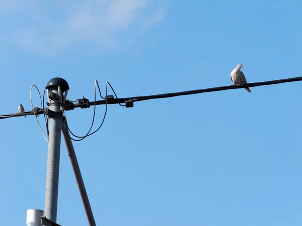 Pombo sentado numa linha eléctrica — Fotografia de Stock