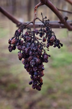 Withered grapes on the vine in winter clipart