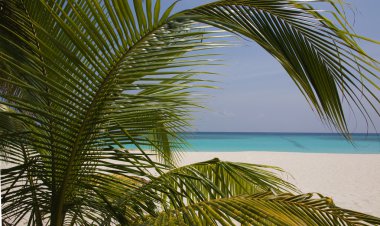 Palm-tree on a dream-beach clipart