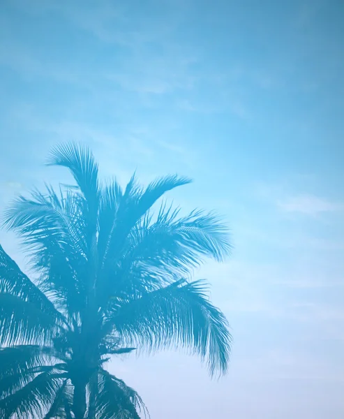 Silhouette de palmier — Photo