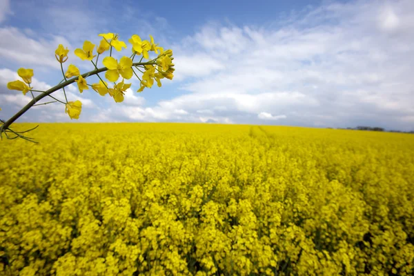 黄色の菜の花畑 — ストック写真