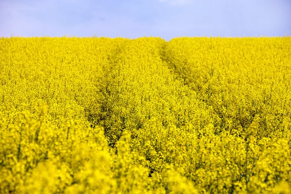Yellow rape field — Stock Photo, Image