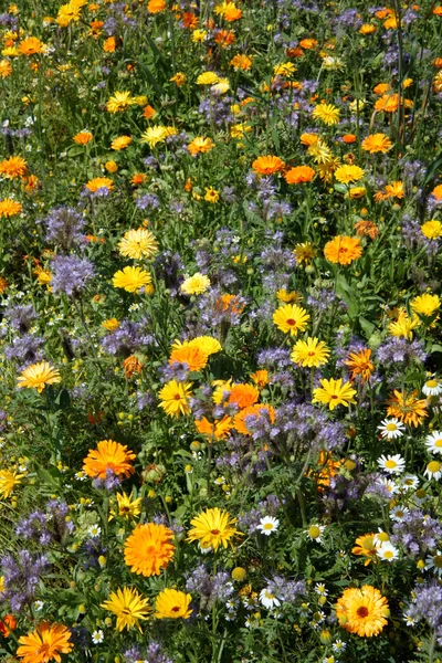 stock image Flowerbed with many flowers calendula officinalis