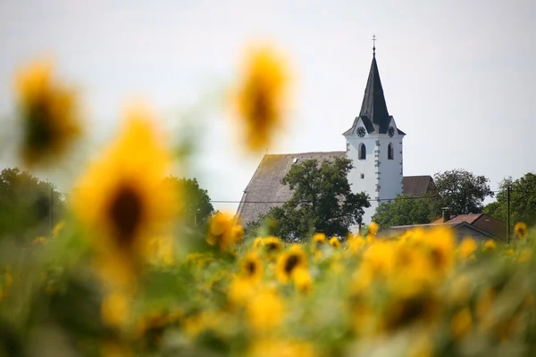 Zonnebloem veld in de buurt van kerk — Stockfoto