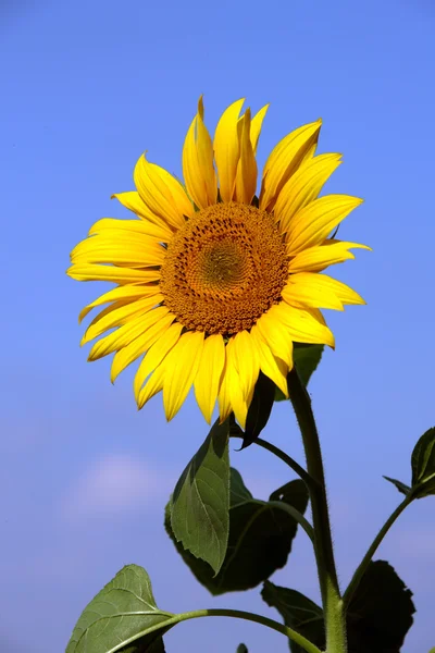 Sunflower in the summer sun and blue sky — Stock Photo, Image