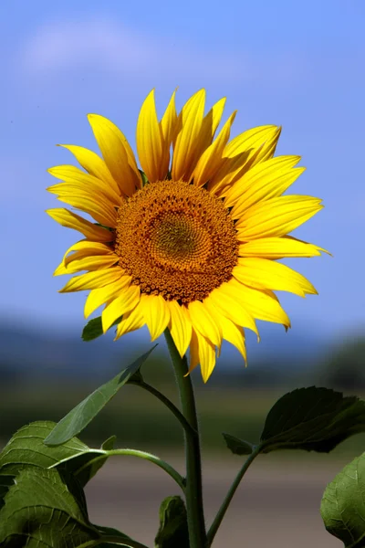 Sunflower in the summer sun and blue sky — Stock Photo, Image