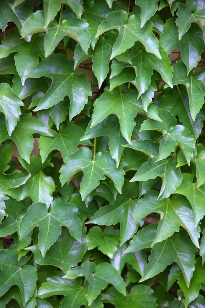 Hera rastejante verde folhas fundo — Fotografia de Stock