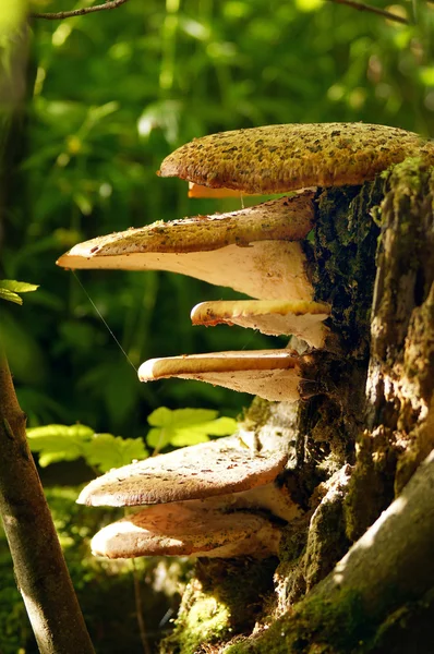 stock image Mushrooms growing on a tree