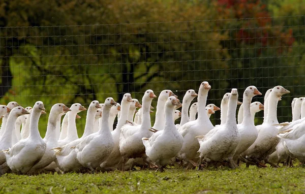 Kudde van witte ganzen — Stockfoto