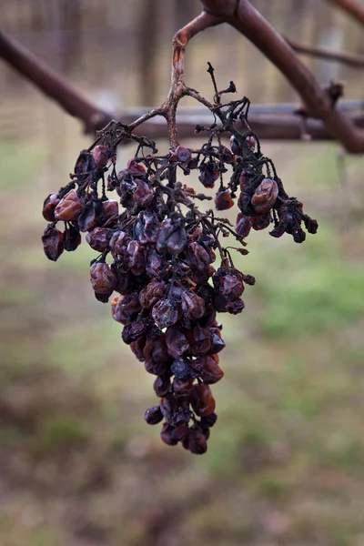 stock image Withered grapes on the vine in winter