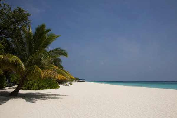 Palm-tree on a dream-beach — Stock Photo, Image