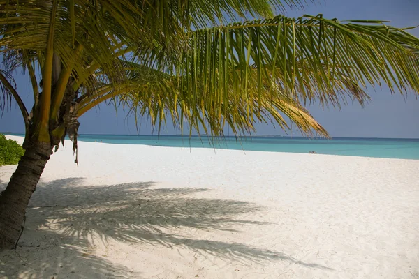 Palm-boom op een droom-strand — Stockfoto
