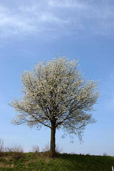 봄에서 꽃이 만발한 나무 — 스톡 사진