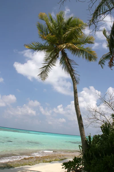 Palm-pohon di pantai-mimpi — Stok Foto