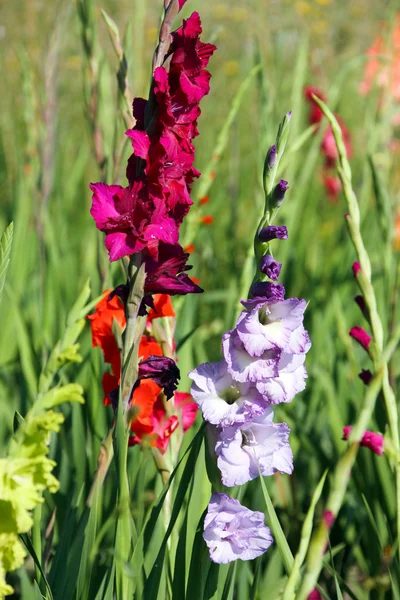 Gladiolus flowers in bright colors — Stock Photo, Image