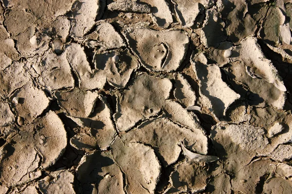 Dried-torn clods in a d — Stock Photo, Image