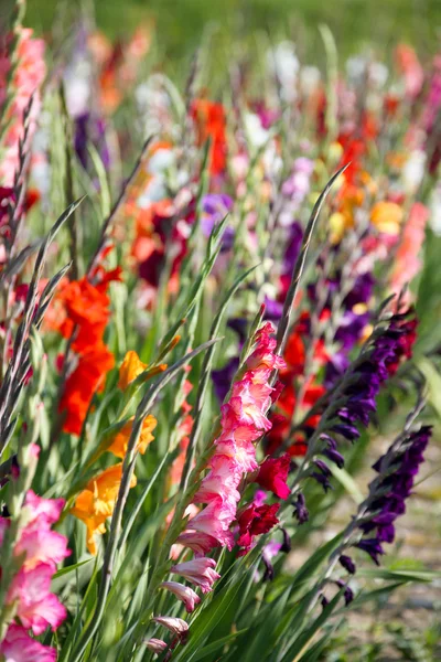 Gladiolus flowers in bright colors — Stock Photo, Image