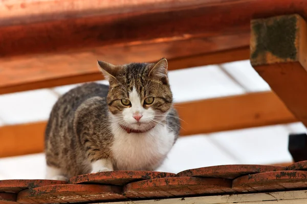 Um gato senta-se em um telhado — Fotografia de Stock