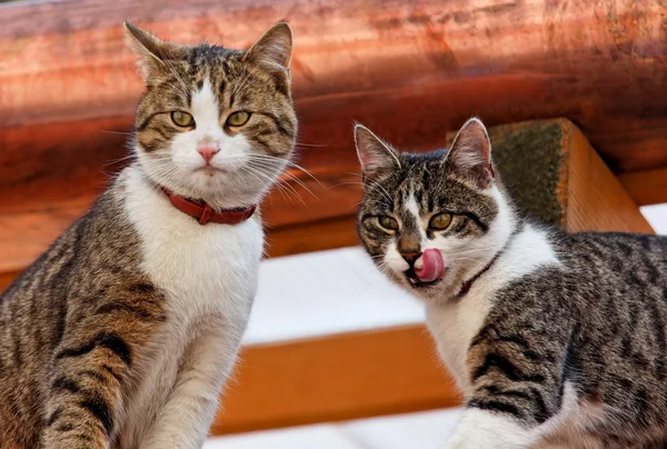 Due gatti su un tetto di casa — Foto Stock