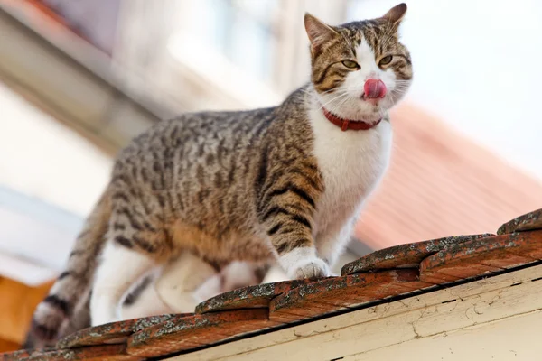 Bir kedi bir çatı katında oturuyor. — Stok fotoğraf