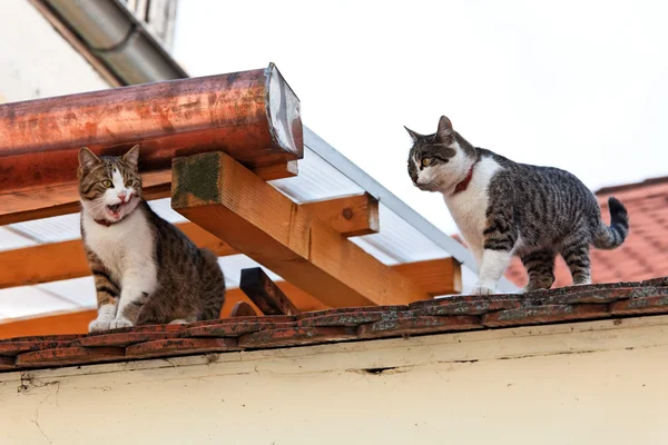 Zwei Katzen auf einem Hausdach — Foto Stock