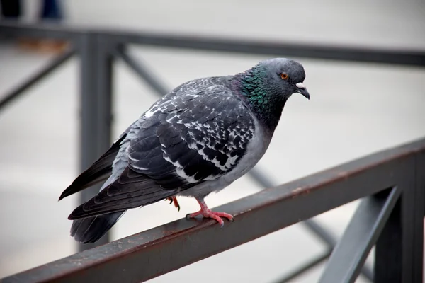 stock image Pigeon