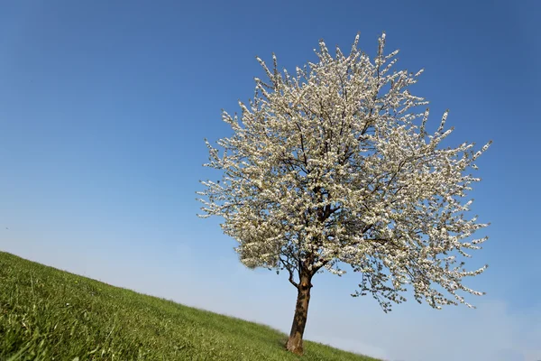 Весной дерево с цветами — стоковое фото