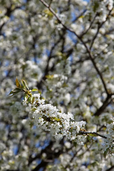 Δέντρο με άνθη την άνοιξη — Φωτογραφία Αρχείου