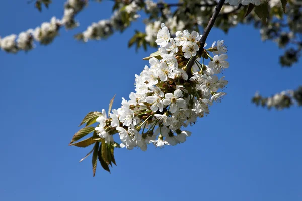 Strom s květy na jaře — Stock fotografie