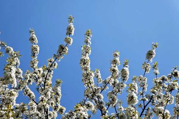 Ağaç bahar çiçekleri ile — Stok fotoğraf