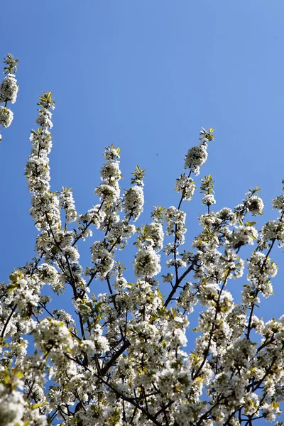 Δέντρο σε άνθη νωρίς την άνοιξη με — Φωτογραφία Αρχείου
