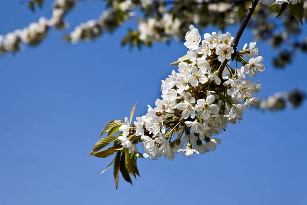 Drzewo z kwiatów na wiosnę — Zdjęcie stockowe